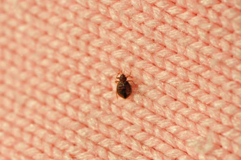 Expert gestion des nuisibles : dératisation, punaises de lit