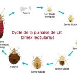 Expert gestion des nuisibles : dératisation, punaises de lit