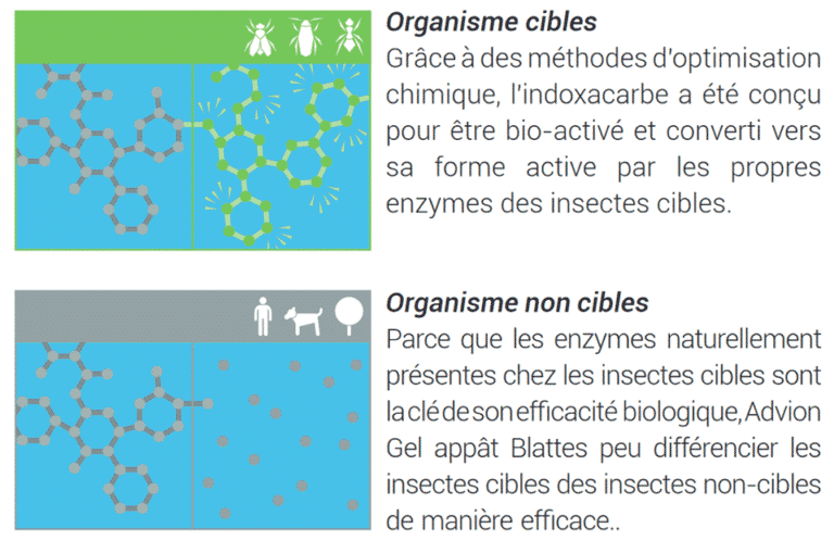 Expert gestion des nuisibles : dératisation, punaises de lit