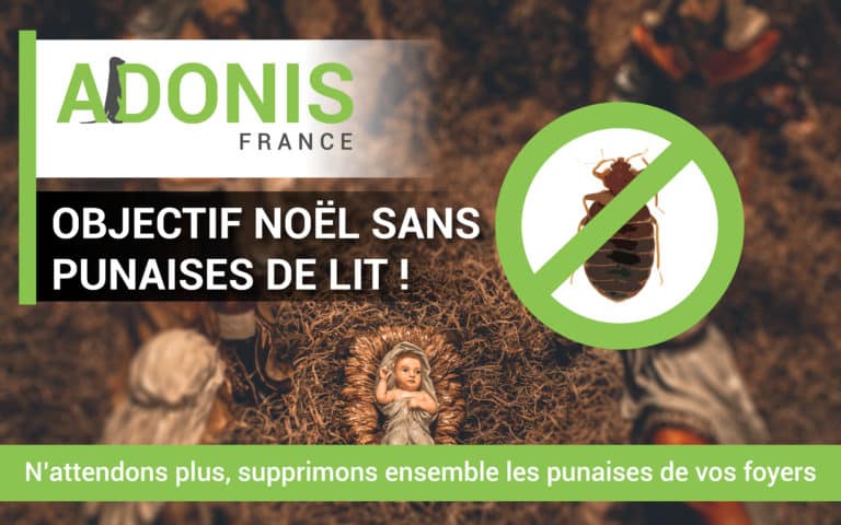 Expert gestion des nuisibles : dératisation, punaises de lit