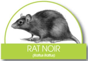 rat noir