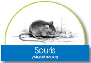 souris