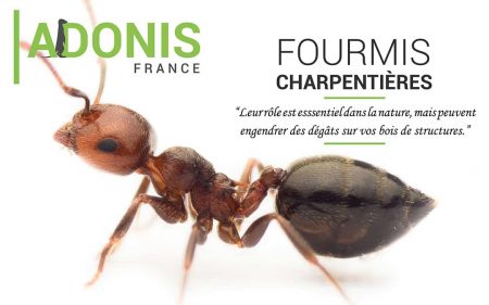 fourmis charpentiere traitement adonis SD