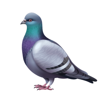 pigeon-repulsif-eloignement-adonis